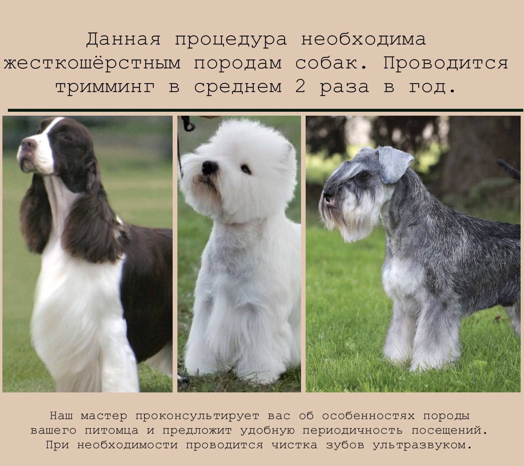 Порода собаки фокстерьер: характеристики, фото, характер, правила ухода и содержания