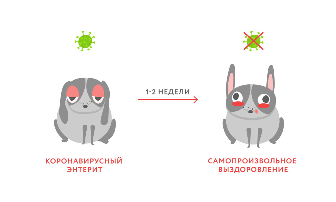 В чём разница между коронавирусом и ротавирусом