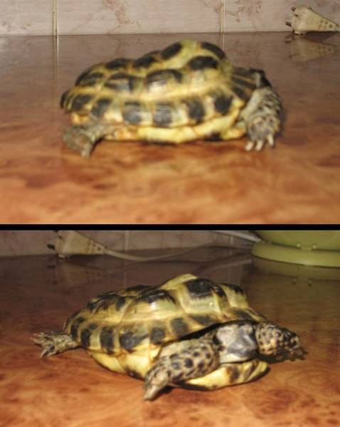 Что делать, если красноухая черепаха не ест, очень вялая и спит. возможные причины потери аппетита - твой питомец