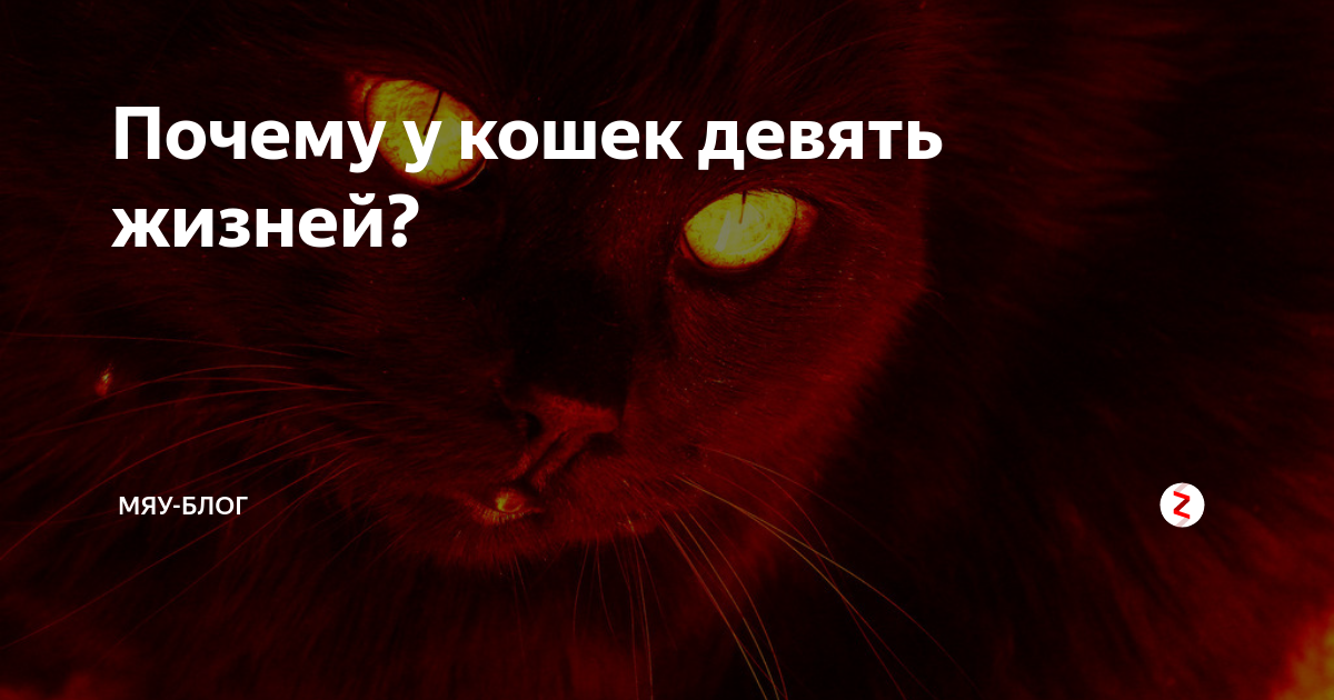 Девять жизней: составлен рейтинг самых частых болезней кошек и собак - gafki.ru