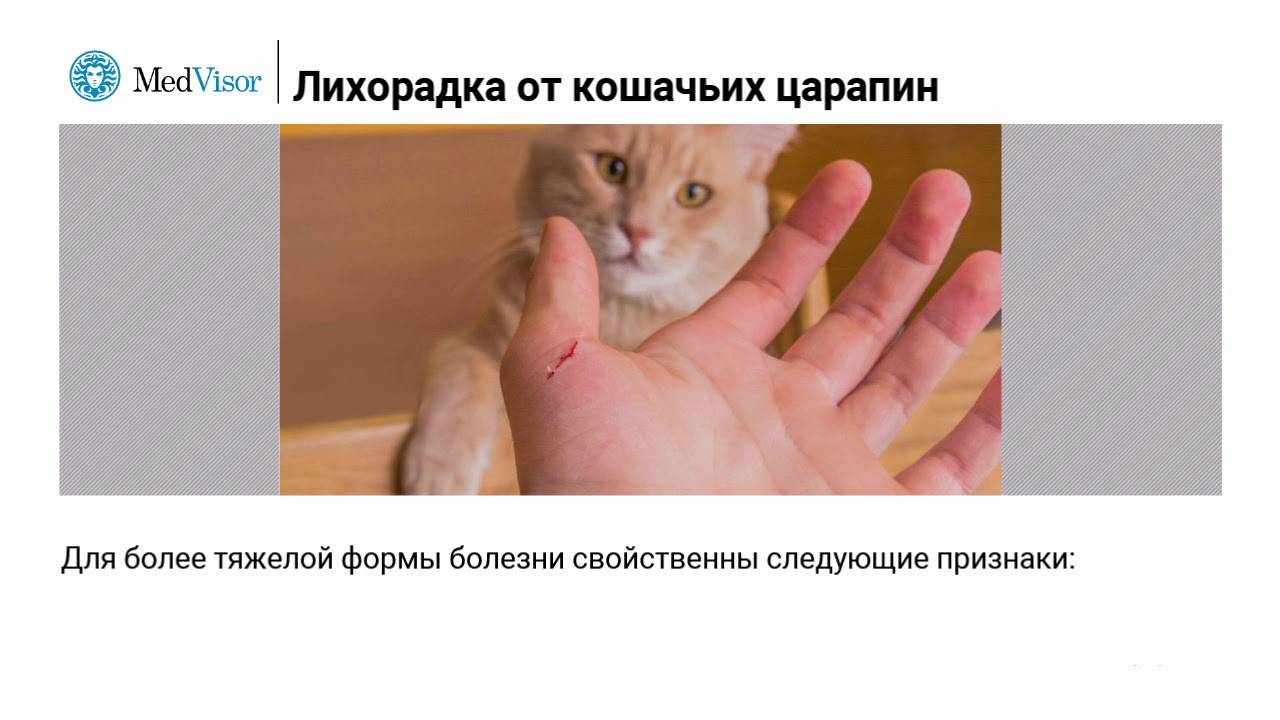 Чем обработать рану у кошки