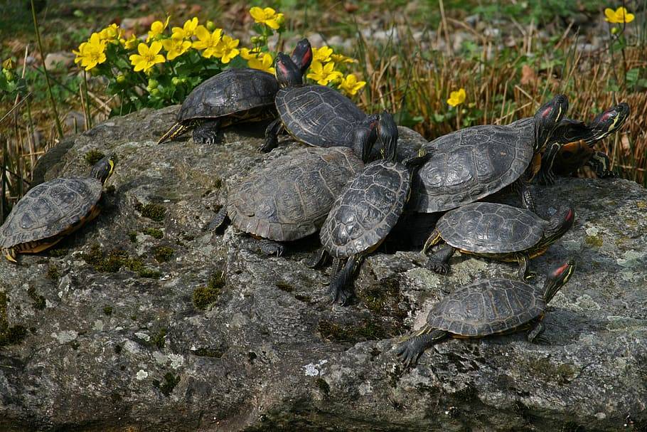 Где и как живут красноухие черепахи в природе