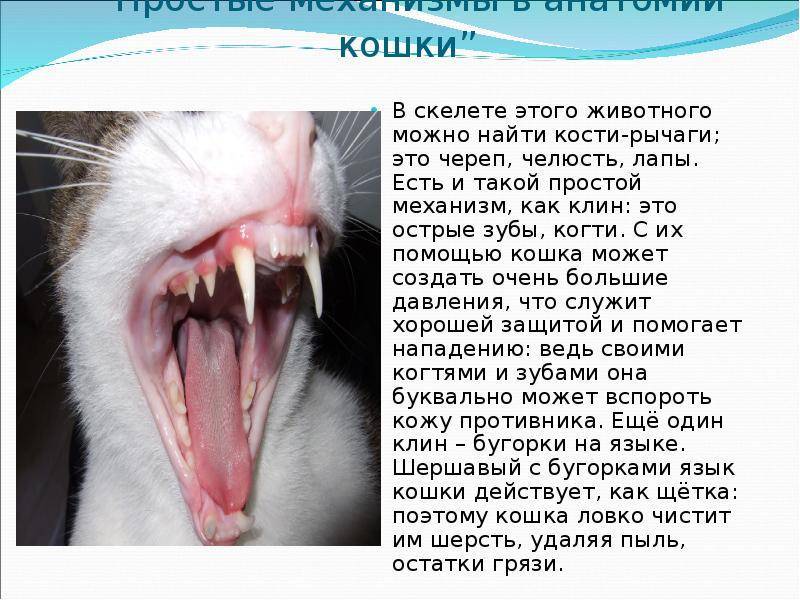 Сколько зубов должно быть у взрослой кошки: фото, схема и строение кошачьих зубных единиц