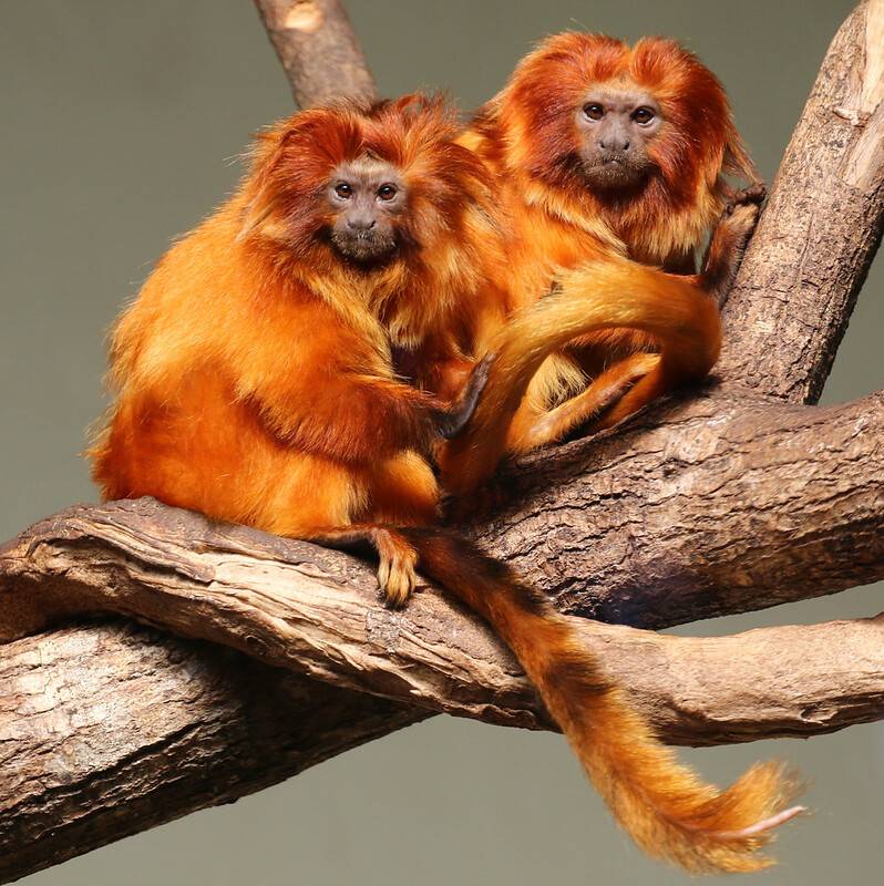 Львиные игрунки – обезьянки-красавицы на грани вымирания