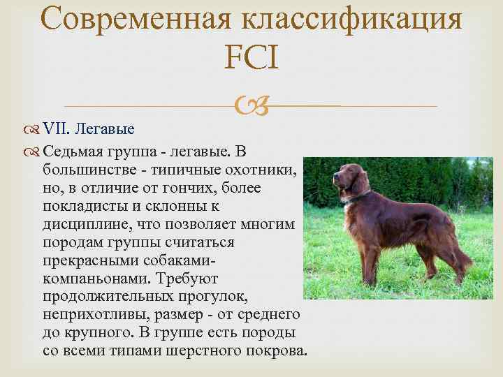 Группа 5 собаки: классификация породы fci — сайт эксперта по животным — howmeow