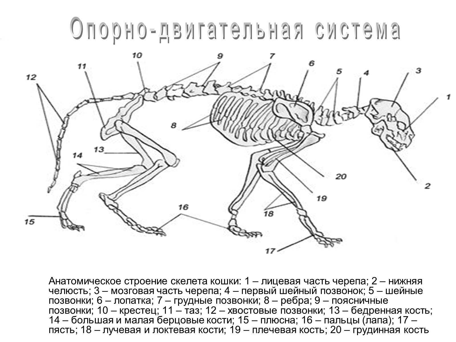 Анатомия скелет собаки в картинках