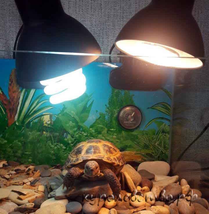 Лампа накаливания для красноухих черепах