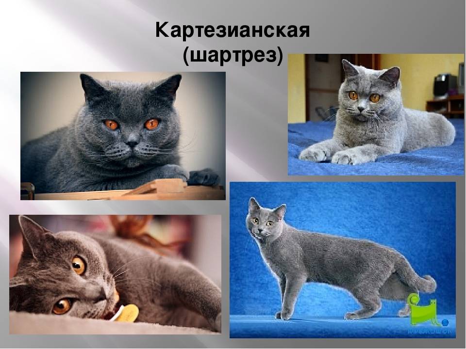 Русская голубая кошка: фото, о породе, характере, здоровье