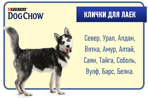 Имена для собак