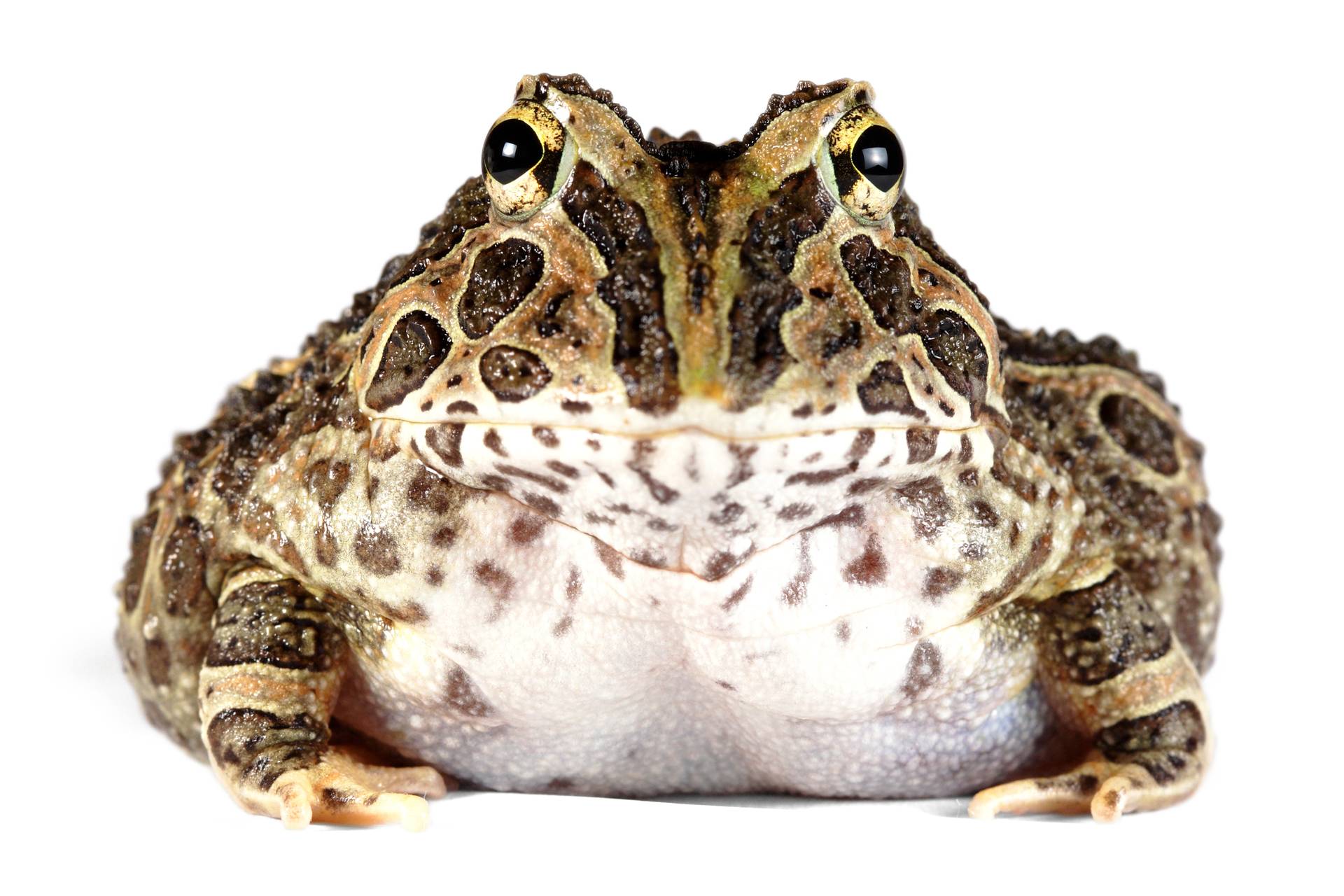 ᐉсодержание лягушек и жаб в домашних условиях. статья