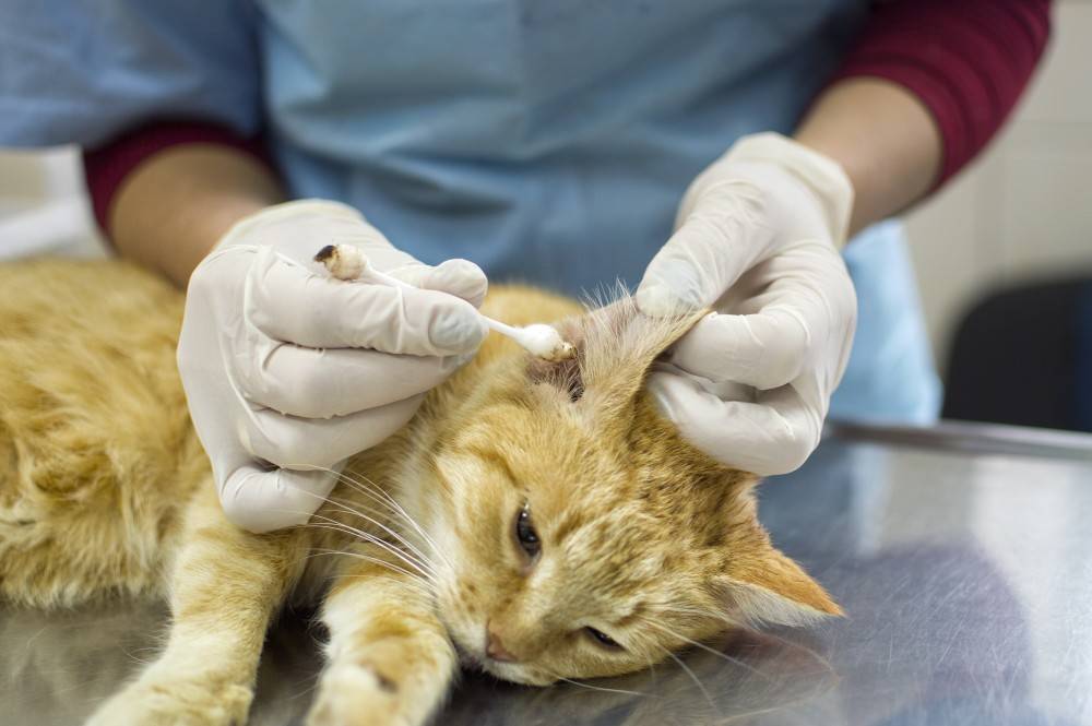 Ушной клещ у кошек описание, симптомы, причины заражения, эффективное лечение