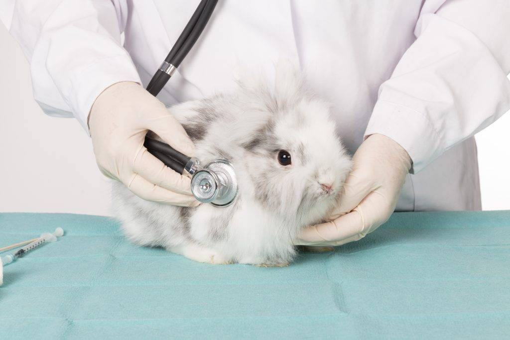 Болезни кроликов симптомы и их лечение +фото, чем болеют и что делать, заболевания опасные для человека
