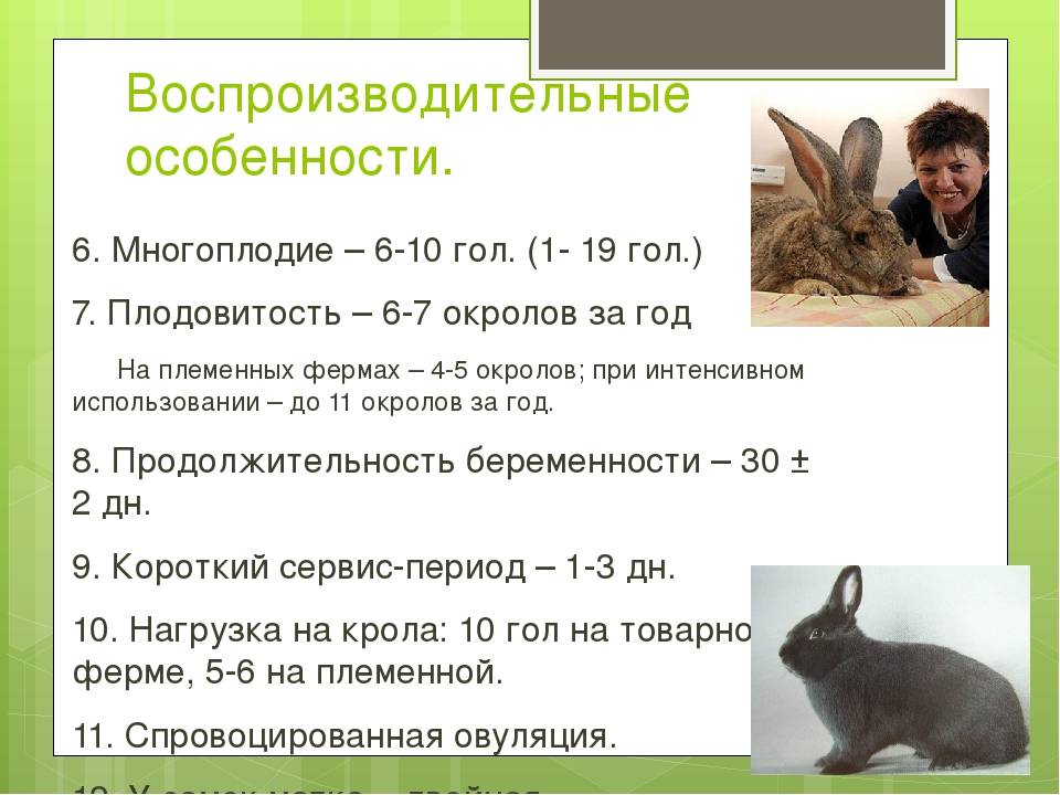 Сколько живут карликовые кролики в домашних условиях - вислоухие декоративные: содержание и уход, размеры крольчат
