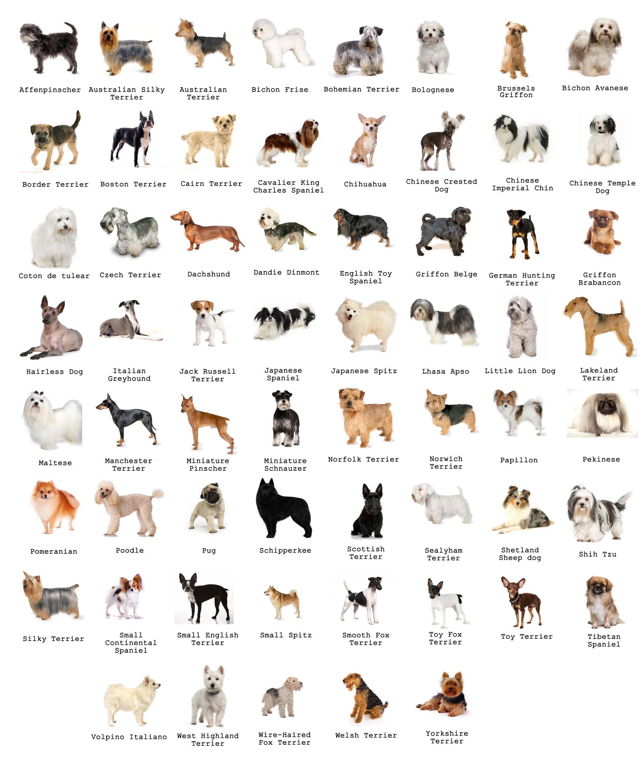 Карликовые породы собак: топ-10 описание с фото