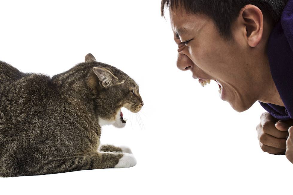Как кошки информируют о присутствии негатива в доме