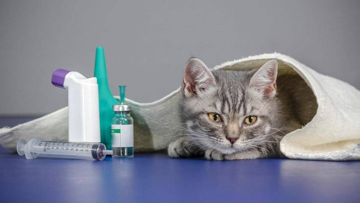 Симптоматика простуды у кошки: что делать если кот простыл или заразился