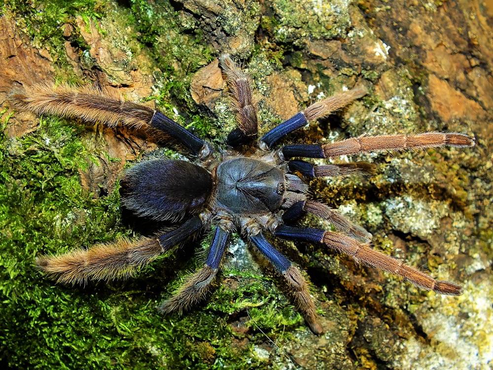 Самые большие пауки в мире: топ 10 крупнейших насекомых