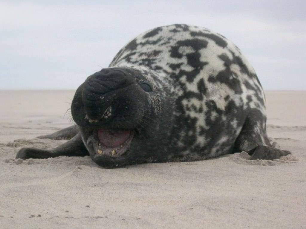 Образовательные фотографии «пятнистый тюлень - ларга»