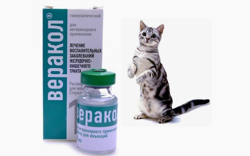 Обзор официальной инструкции о применении препарата веракол для кошки