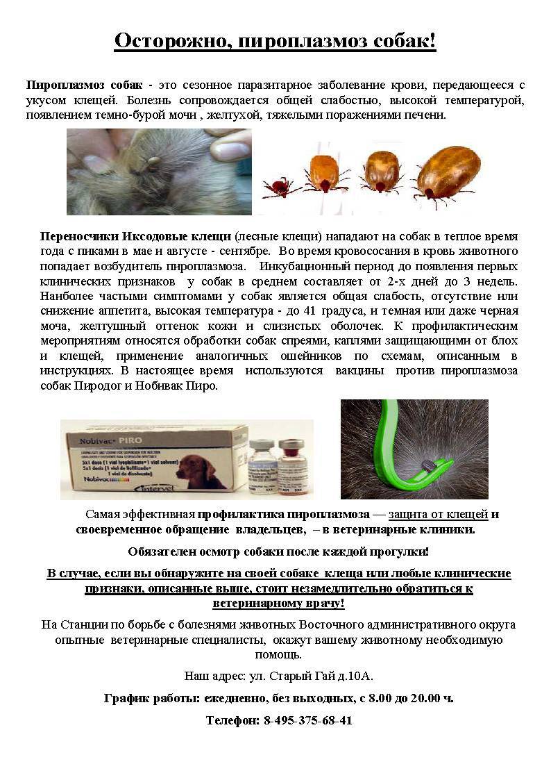 Пироплазмоз у кошек: симптомы, лечение и профилактика