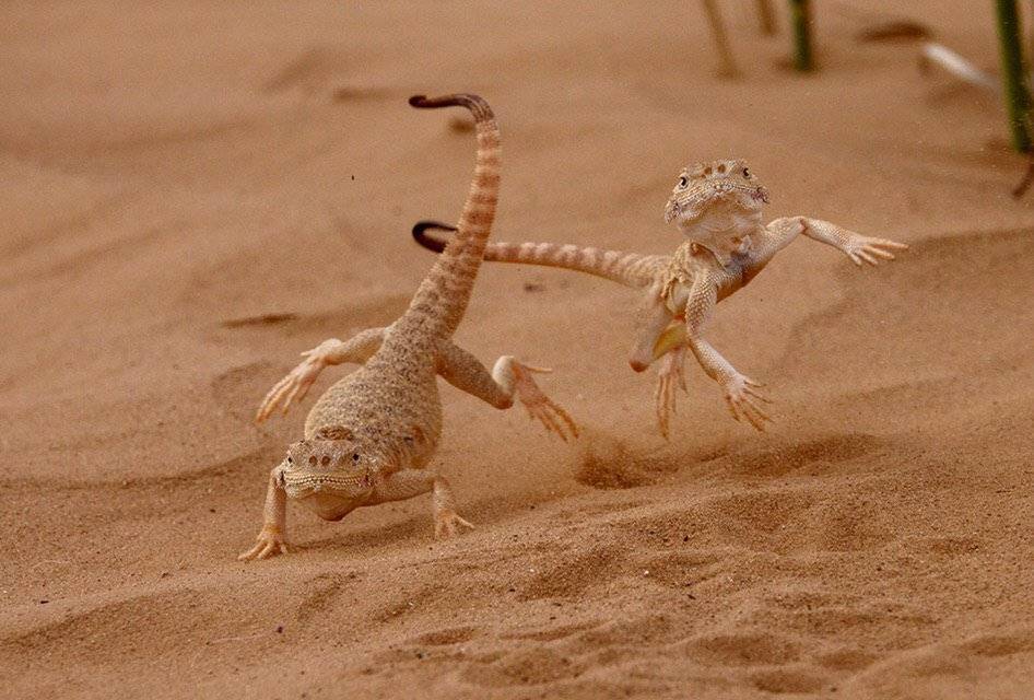 Ящерицы пустыни. ушастая круглоголовка : labuda.blog