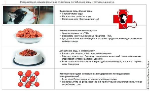 Чем кормить кота при мочекаменной болезни: диета при мбк с учетом вида камней, разрешенная еда - блог о животных - zoo-pet.ru
