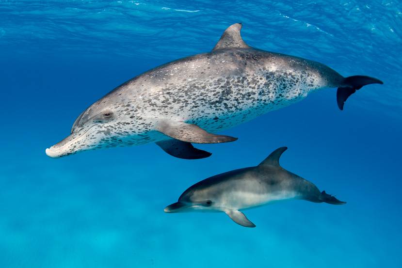 Топ 10 самых интересных фактов о дельфинах