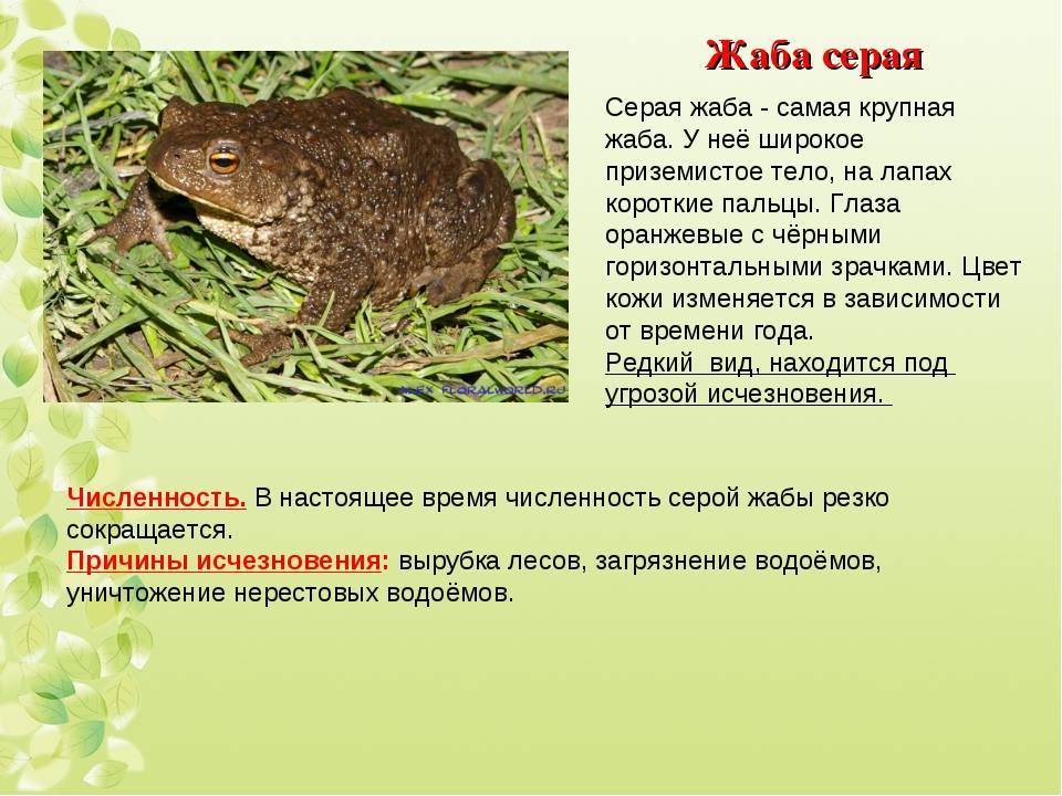 Камышовая жаба — представитель красной книги