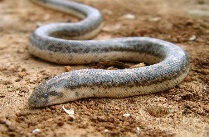 Песчаная змея эфа: описание и особенности поведения