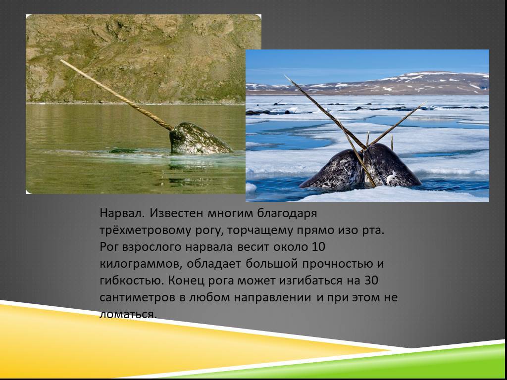 ᐉ нарвал морской единорог в красной книге описание - zoomanji.ru