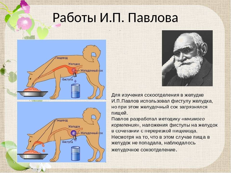 ᐉ собака павлова, что это – эффект собачки - zoomanji.ru