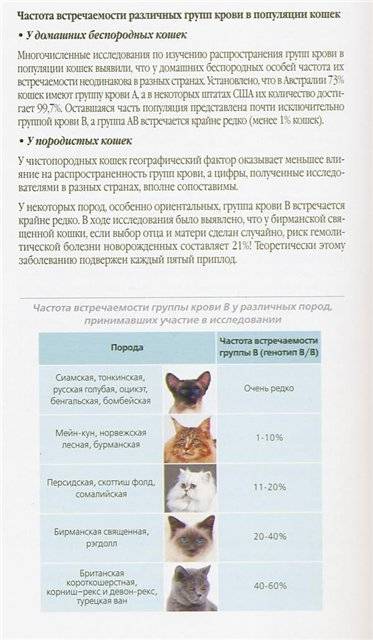 Разведение кошек - прибыльный бизнес или увлечение - кошовед - сайт любителей кошек и котов