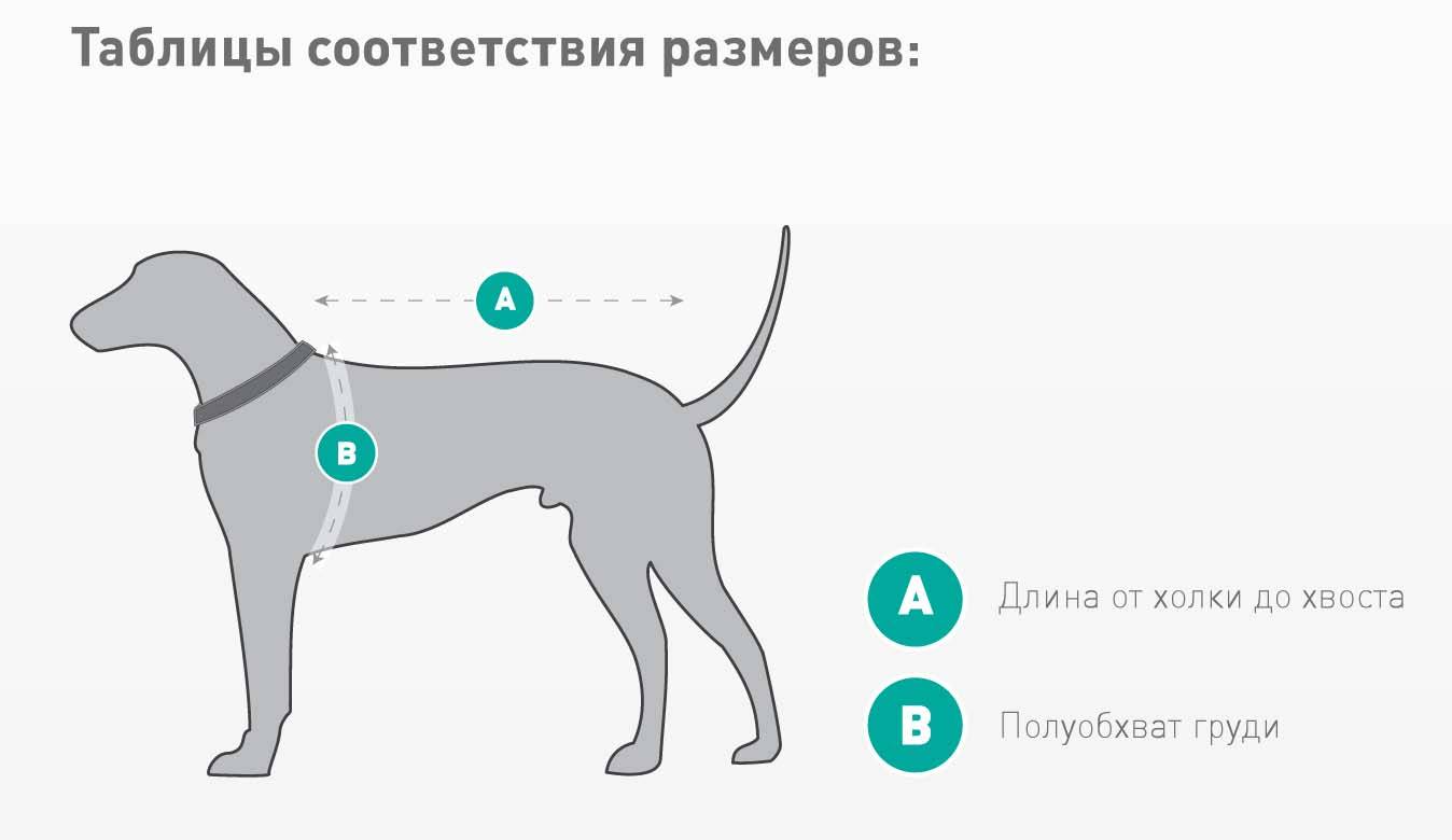 Руководство, где находится холка у собаки и как правильно измерить рост питомца