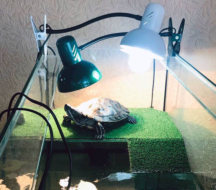 Ультрафиолетовая лампа для черепахи: выбор, эксплуатация, своими руками