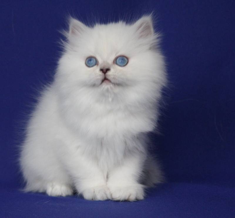 Белая кошка с разными глазами: феномен особой породы, виды