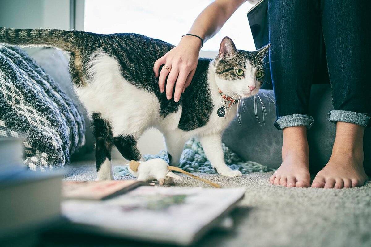 Названы 7 частых ошибок хозяев котов: как понравиться животному