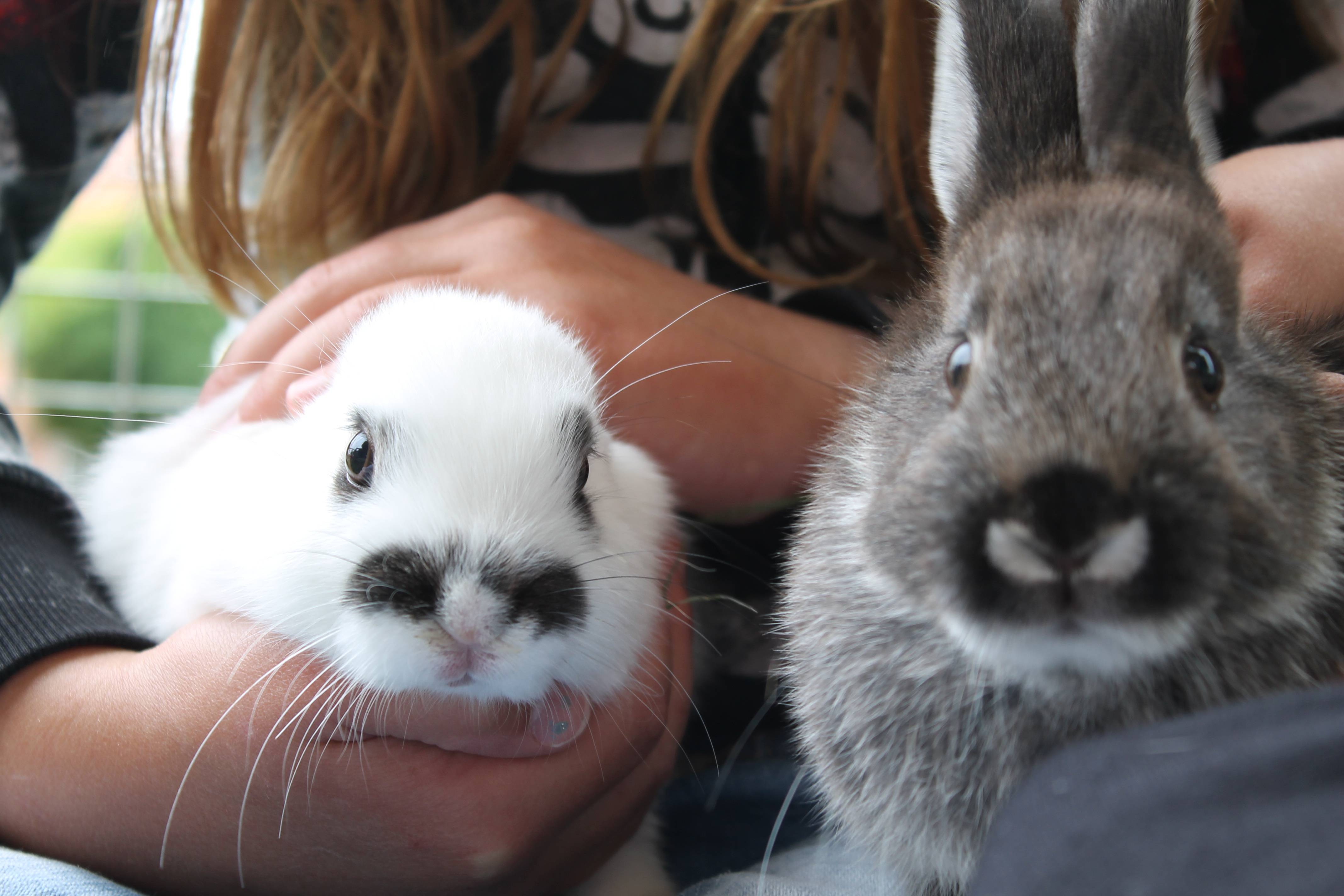 Самые интересные факты о кроликах