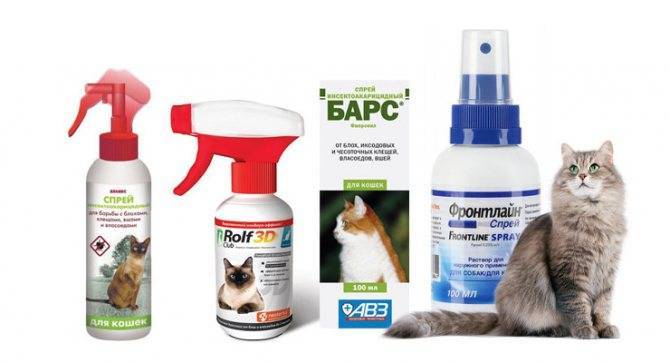 Капли от блох для кошек: особенности препаратов и лучшие производители