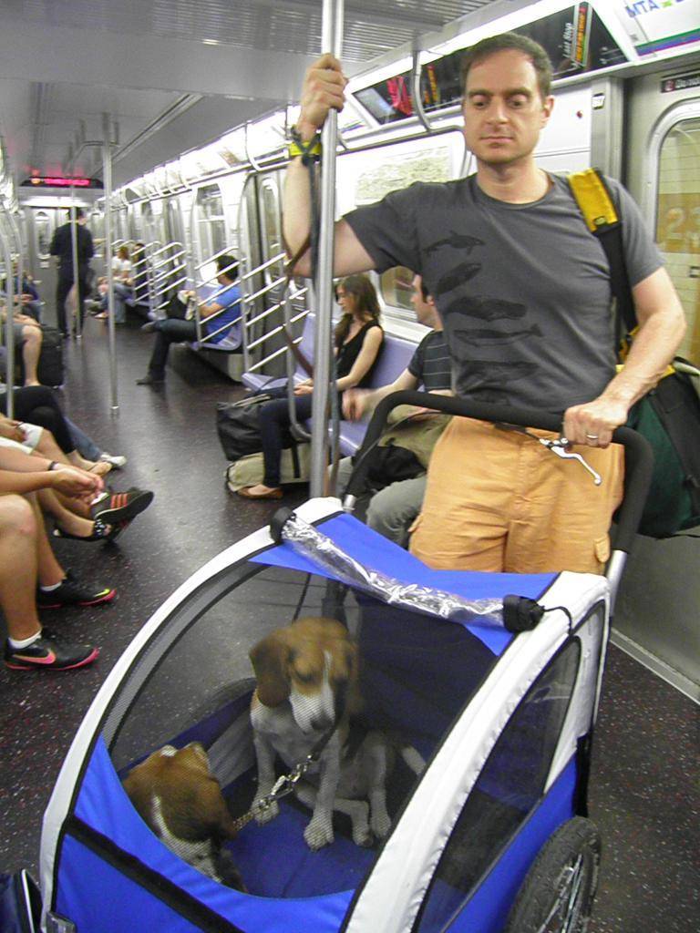 Правила перевоза животных на самолете, поезде, автобусе, метро
правила перевоза животных на самолете, поезде, автобусе, метро