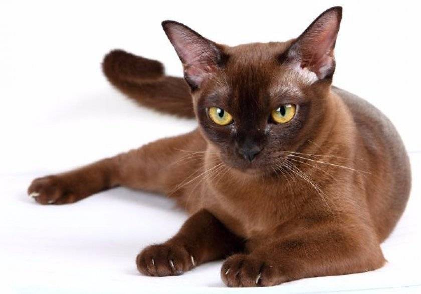 Йоркская шоколадная кошка: происхождение породы, особенности внешнего вида, ухода и содержания
