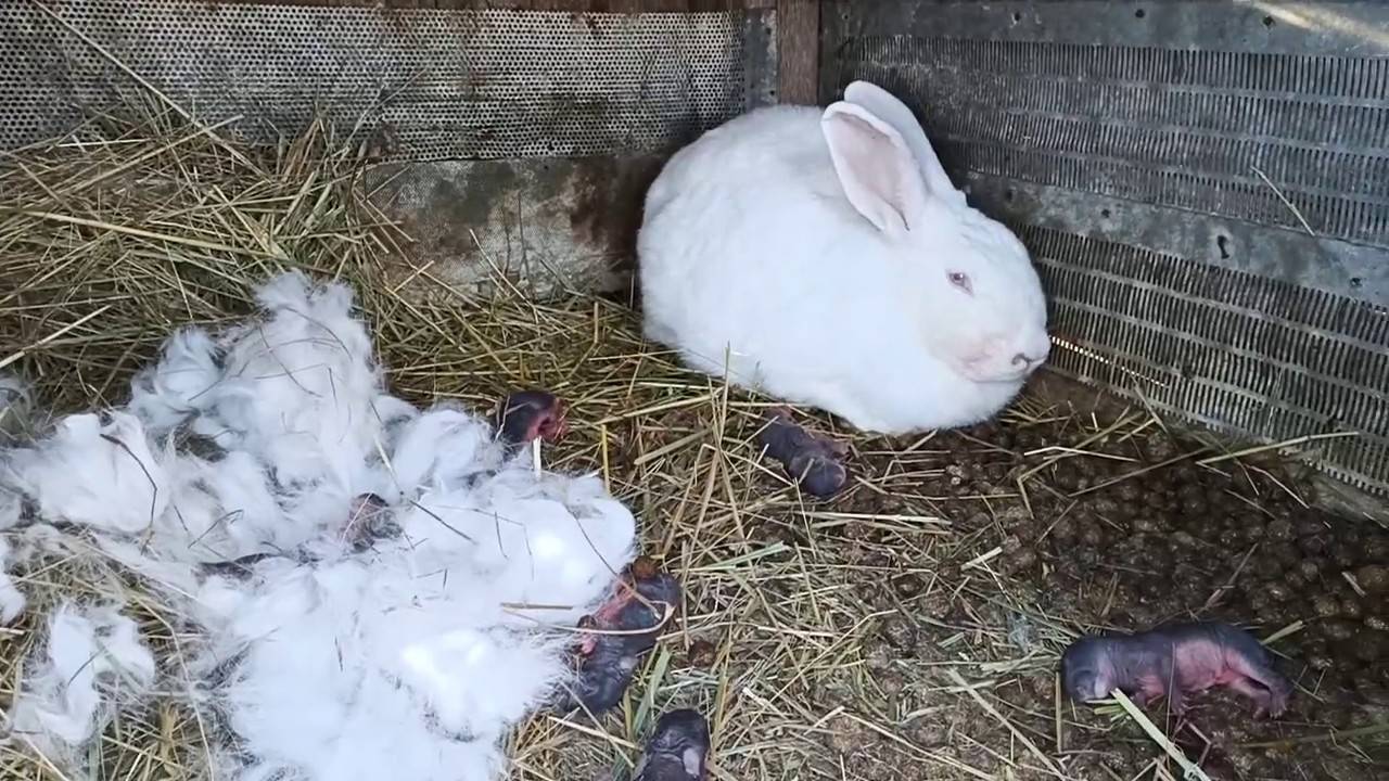 Почему крольчиха ест, убивает и бросает своих крольчат
почему крольчиха ест, убивает и бросает своих крольчат