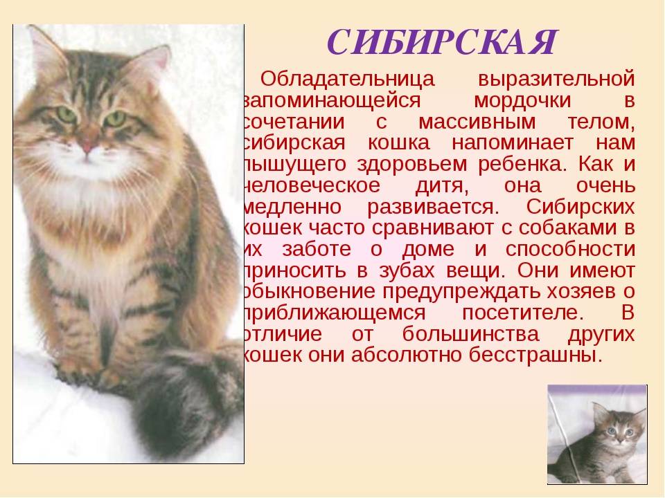 Сибирская кошка — характеристика породы, классический окрас и описание стандарта породы (110 фото)