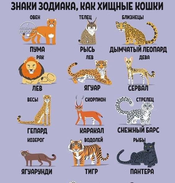 Астрологические тотемы животные по знакам зодиака