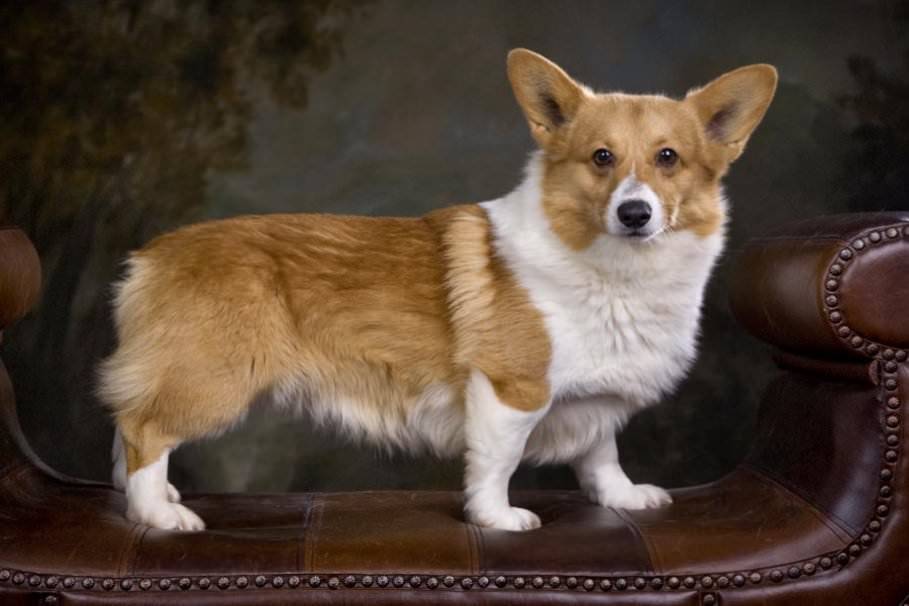 Как называются породы собак, которые внешне похожи на лису с короткими лапами