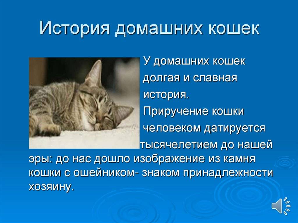 Советы заводчиков: как приручить котенка - рабочие методики приучения котят к рукам