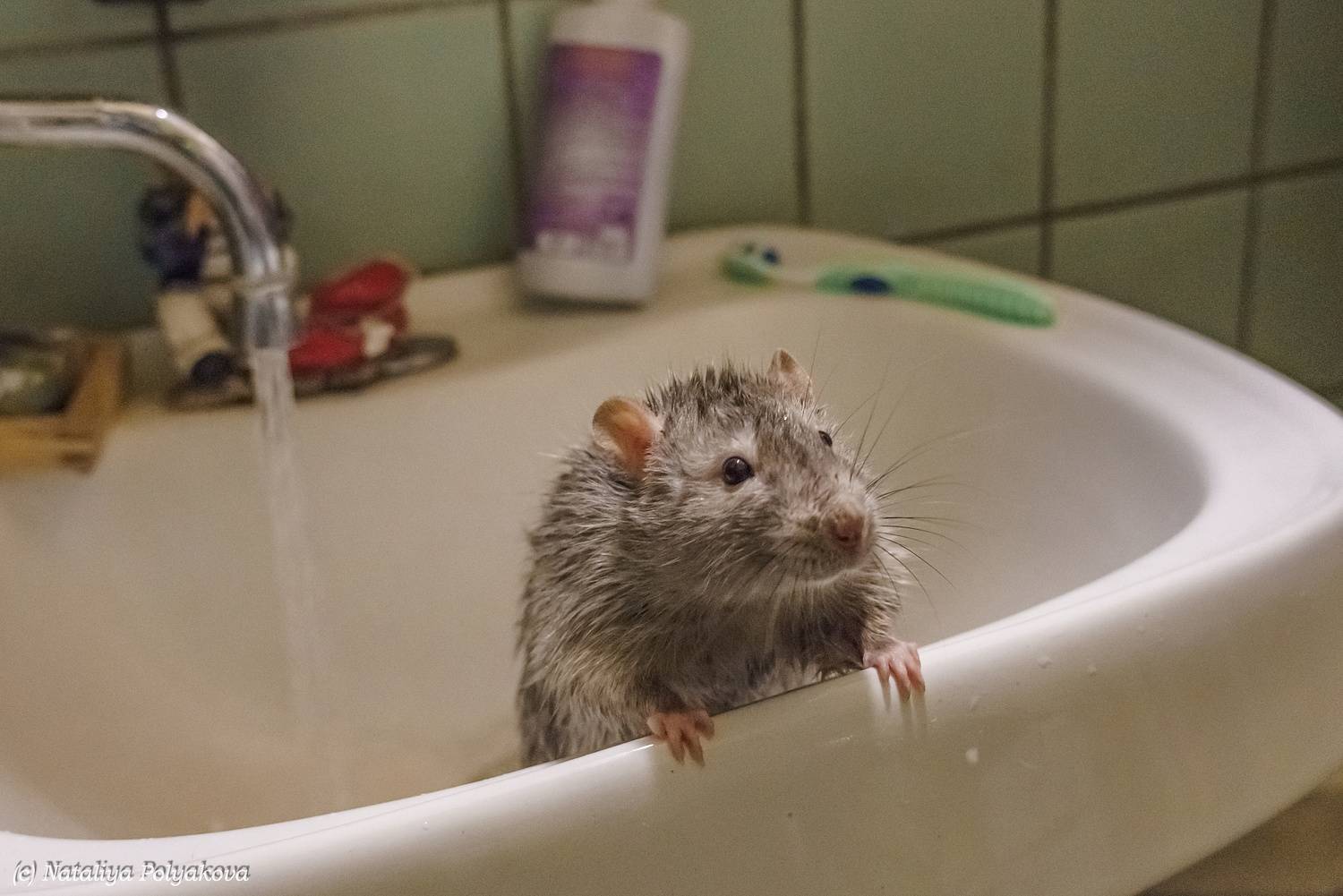 Можно ли купать декоративную крысу? если да, то, как часто и правильно это делать?