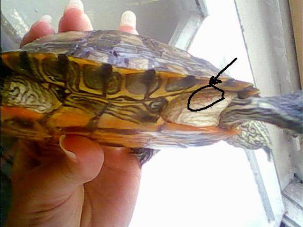 Заболевания красноухих черепах