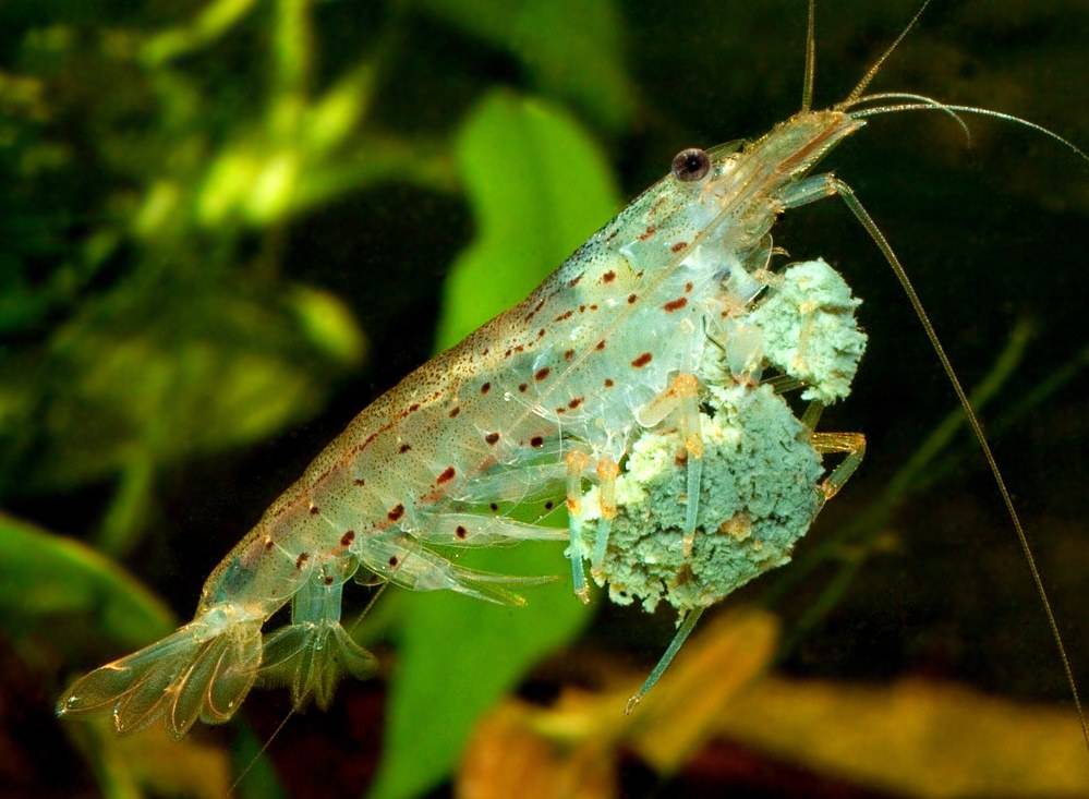 Креветки в аквариуме: описание, виды и содержание в домашних условиях