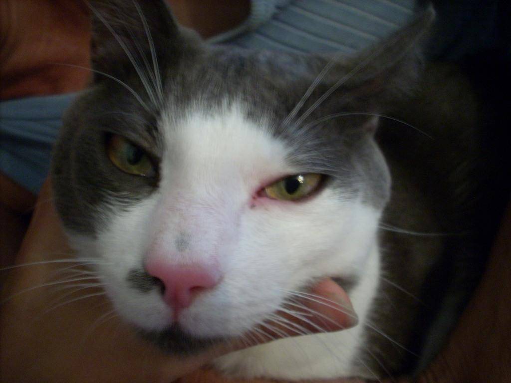 Коричневые выделения из глаз у кошек: причины, чем лечить в домашних условиях