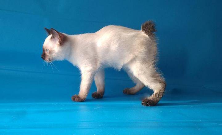 Меконгский бобтейл (тайский, сиамский): описание породы, характер кошки